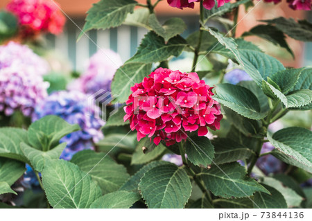 Blooming red hydrangea or hortensia in garden Blooming red hydrangea or hortensia in garden 73844136