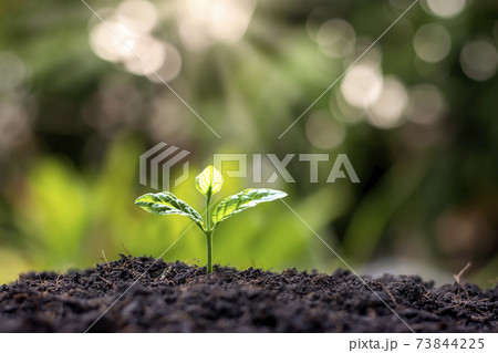 Small trees with green leaves, natural growth, and sunlight, the concept of agriculture, and sustainable plant growth. 73844225