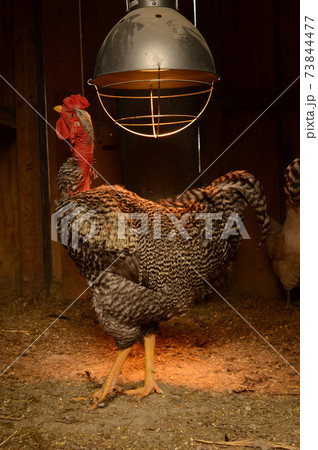 Inside the Chicken Coop 73844477