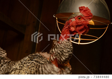 Inside The Chicken Coop Inside The Chicken Coop 73844480