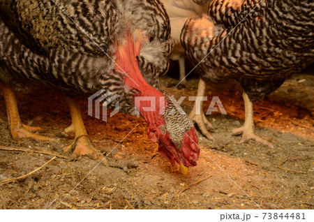 Chicken Coop Closeups Chicken Coop Closeups 73844481
