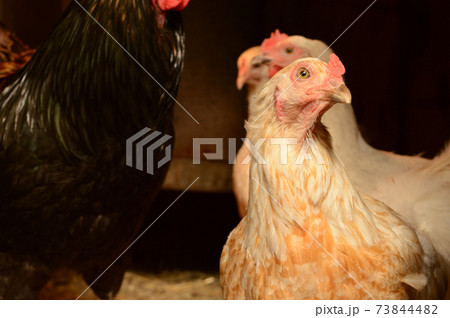 Inside the Chicken Coop 73844482