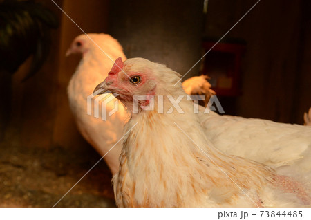 Inside the Chicken Coop Inside the Chicken Coop 73844485