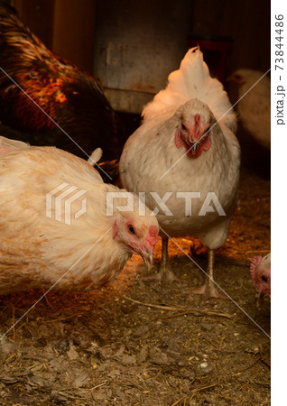 Inside the Chicken Coop 73844486
