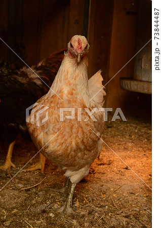 Inside the Chicken Coop Inside the Chicken Coop 73844487