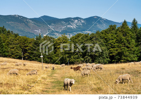 View of Vercors landscape, sheeps with cattle dog near Chamaloc, France 73844939