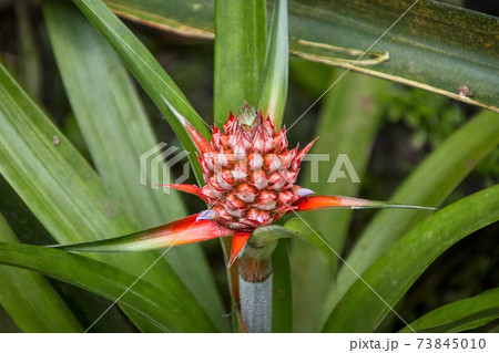 young baby pineapple young baby pineapple 73845010