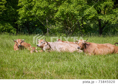 brown cows lie on a lush green meadow 73845020