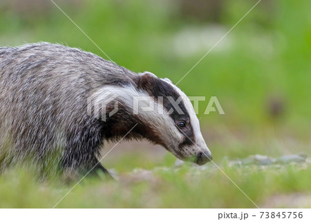 Closeup side view of European Badger outdoors. 73845756