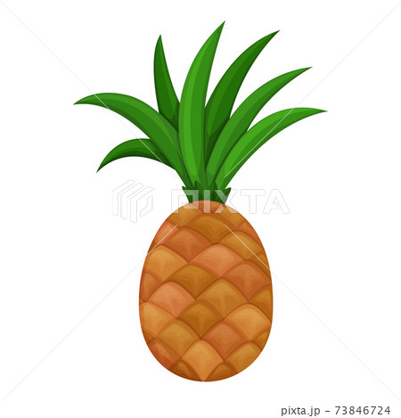 Colorful fruit. Ananas or pineapple icon. Vector illustration berry and fruit in flat cartoon style, isolated on white. Healthy lifestyle or vegetarian food concept Colorful fruit. Ananas or pineapple icon. Vector illustration berry and fruit in flat cartoon style, isolated on white. Healthy lifestyle or vegetarian food concept 73846724