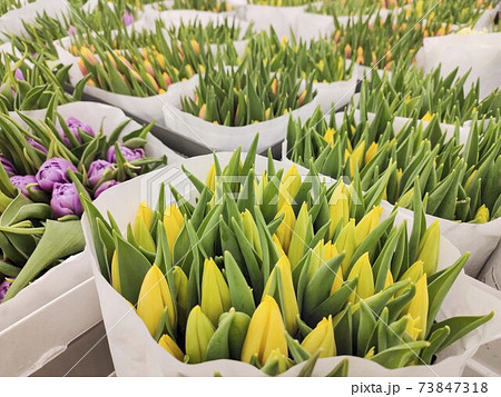 Selling tulips in the store. Different colors.  73847318