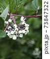 Derain White close-up. Plants of Siberia, nature 73847322