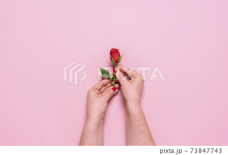 Red rose in woman hands, top view. Mother day celebration concept 73847743