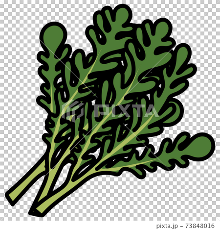 Crowndaisy白色背景切插圖素材 Crowndaisy白色背景切插圖素材 73848016