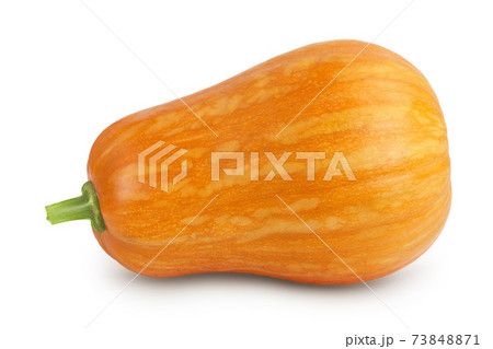 butternut squash isolated on white background with clipping path and full depth of field butternut squash isolated on white background with clipping path and full depth of field 73848871
