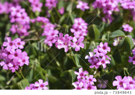 Pink wood sorrel Pink wood sorrel 73849643