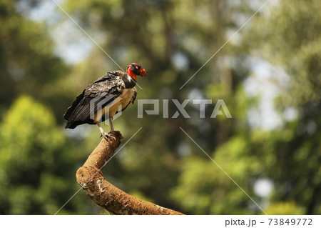The king vulture Sarcoramphus papa is a large bird found in Central and South America. Wildlife scene from tropic nature of Costa Rica 73849772