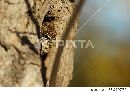 Little Owl ( Athene noctua)  in the nesting tree hole in the forest, central Europe. Portrait of bird in the nature habitat, Germany. Wildlife scene from oak forest 73849775