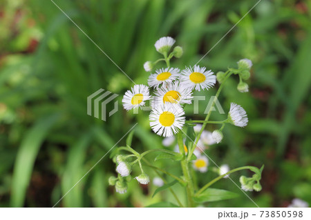 ハルジオンの花 73850598