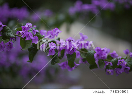 Violet bougainvillea background 73850602