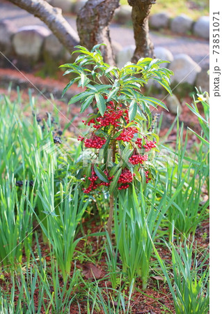 マンリョウの実 73851071