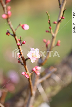 梅の花咲きました　紅冬至 73851309