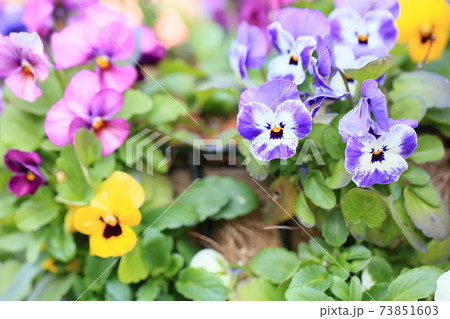 ビオラの花 ビオラの花 73851603