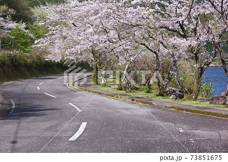 藺牟田池の周遊道路で咲く満開の桜 藺牟田池の周遊道路で咲く満開の桜 73851675