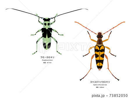 ヨツシジハナカミキリとラミーカミキリのイラスト素材