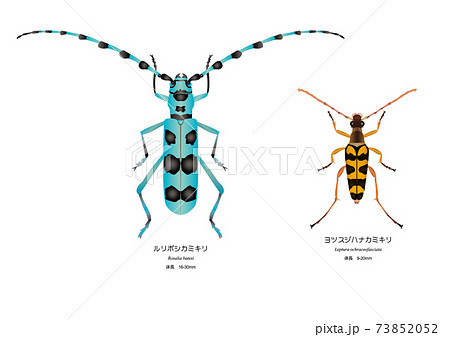 ヨツシジハナカミキリとルリボシカミキリのイラスト素材