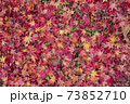 紅葉 73852710