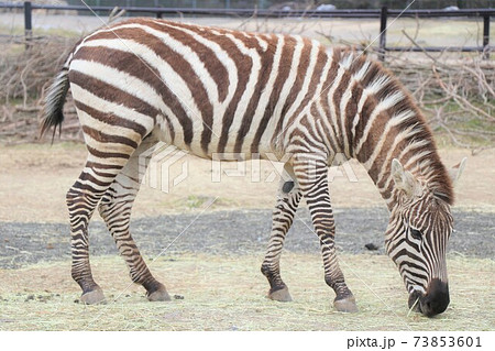 食事中のグランドシマウマ 73853601