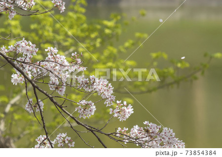 桜散るー柔らかい風に花弁が乗り始めた陽春風景 桜散るー柔らかい風に花弁が乗り始めた陽春風景 73854384