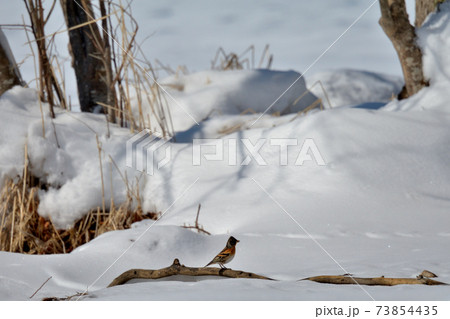 雪とアトリ 雪とアトリ 73854435