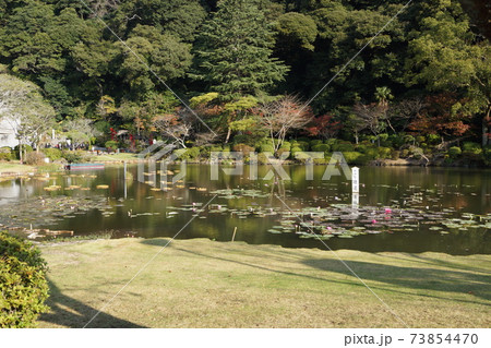 大分県 別府市 地獄めぐりの海地獄の熱帯性睡蓮 大分県 別府市 地獄めぐりの海地獄の熱帯性睡蓮 73854470