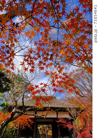 京都 小倉山 常寂光寺の紅葉 京都 小倉山 常寂光寺の紅葉 73854641