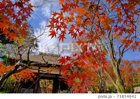 京都 小倉山 常寂光寺の紅葉 京都 小倉山 常寂光寺の紅葉 73854642