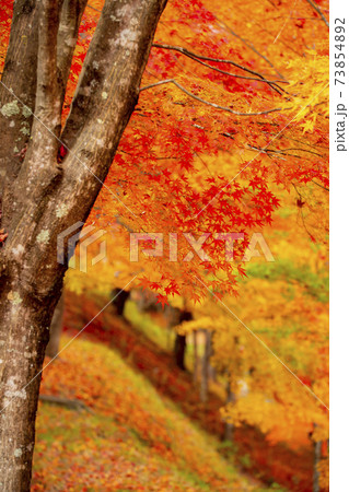 長野県箕輪町もみじ湖の紅葉　紅葉湖　箕輪ダム 73854892