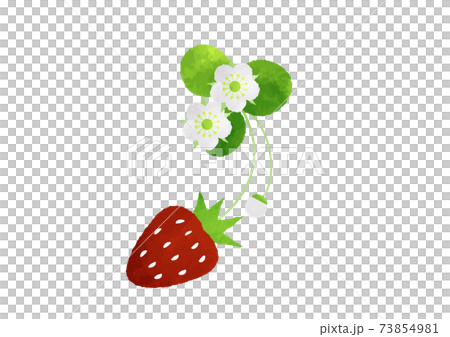 葉と蔓のついたいちごのイラスト 水彩風のイラスト素材