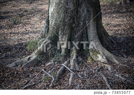 木の根元の写真素材