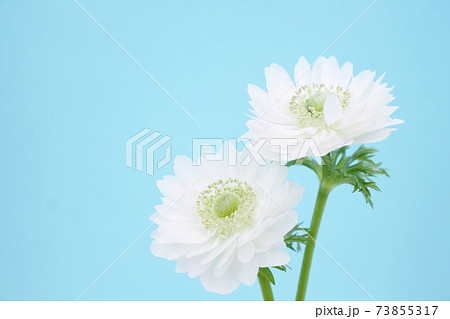 アネモネ アネモネ 73855317