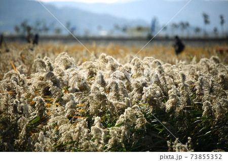 女性 女 女の子 73855352