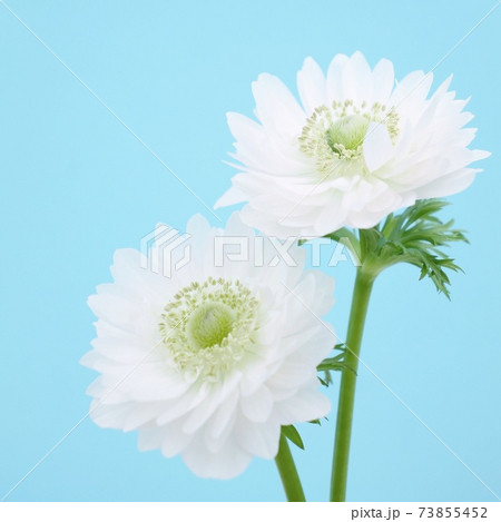 アネモネ アネモネ 73855452