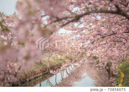 三重県 笠松河津桜ロード 三重県 笠松河津桜ロード 73856075