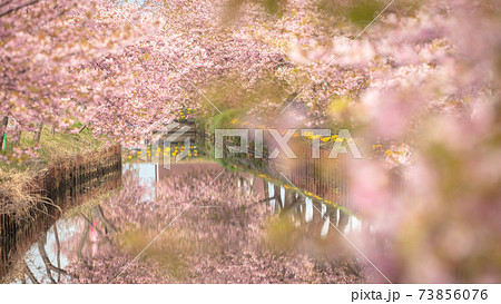 三重県 笠松河津桜ロード 73856076