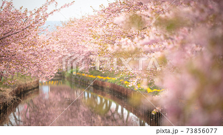 三重県 笠松河津桜ロード 73856077
