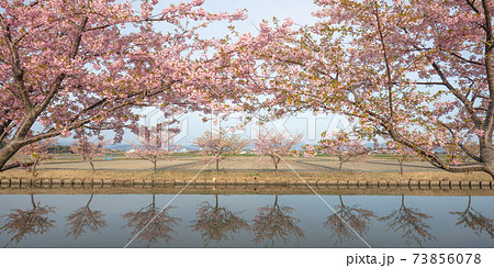 三重県 笠松河津桜ロードの写真素材