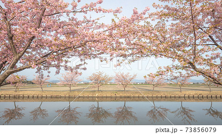 三重県 笠松河津桜ロード 73856079