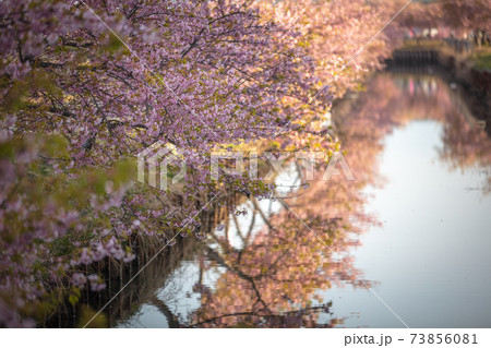 三重県 笠松河津桜ロード 73856081