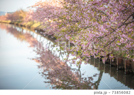 三重県 笠松河津桜ロード 73856082